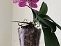 Кашпо Orchidea clear Teraplast Италия, материал пластик, доп. фото 2